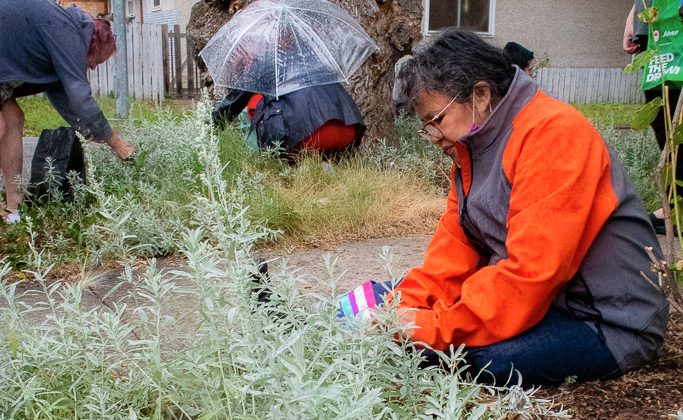 Kohkom Kathy Hamelin teaches Terra Centre families how to harvest sage responsibly. Photo supplied by Terra Centre.