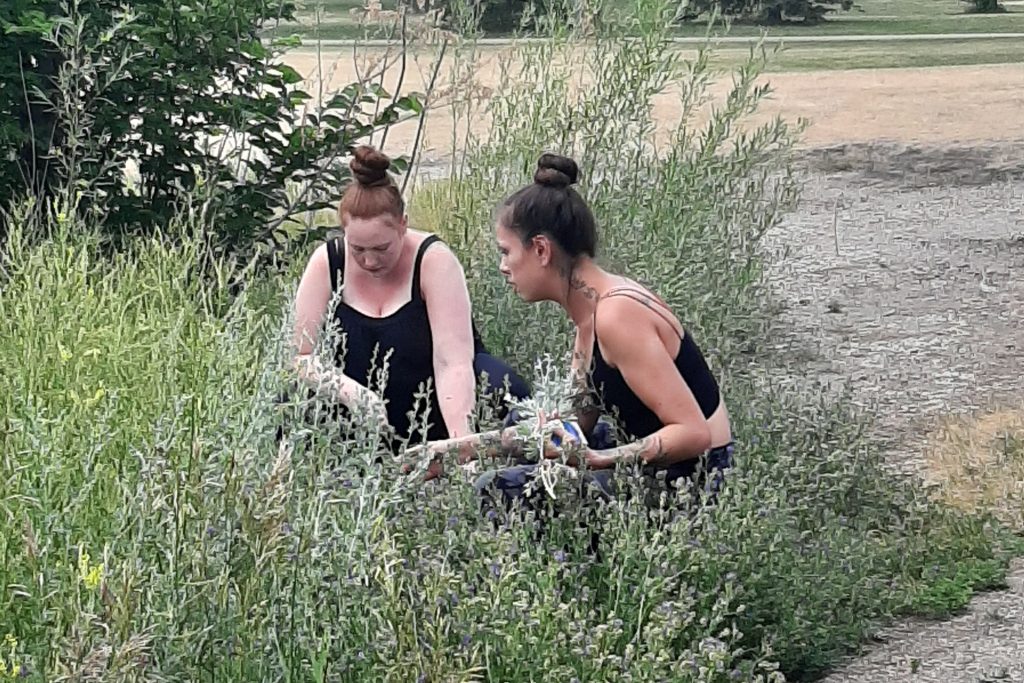 Terra participants picking medicine plants. Photo supplied by Terra Centre.