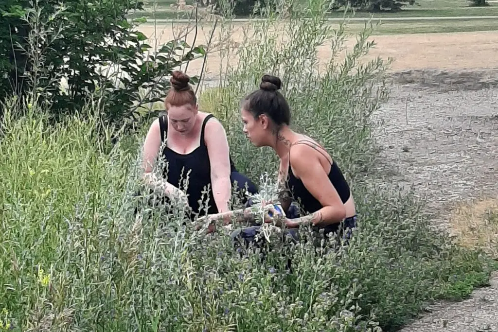 Terra participants picking medicine plants. Photo supplied by Terra Centre.