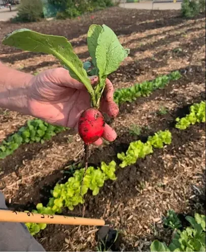 Fort Saskatchewan Food Bank Garden Beds Built by Heartland Challenge Volunteers